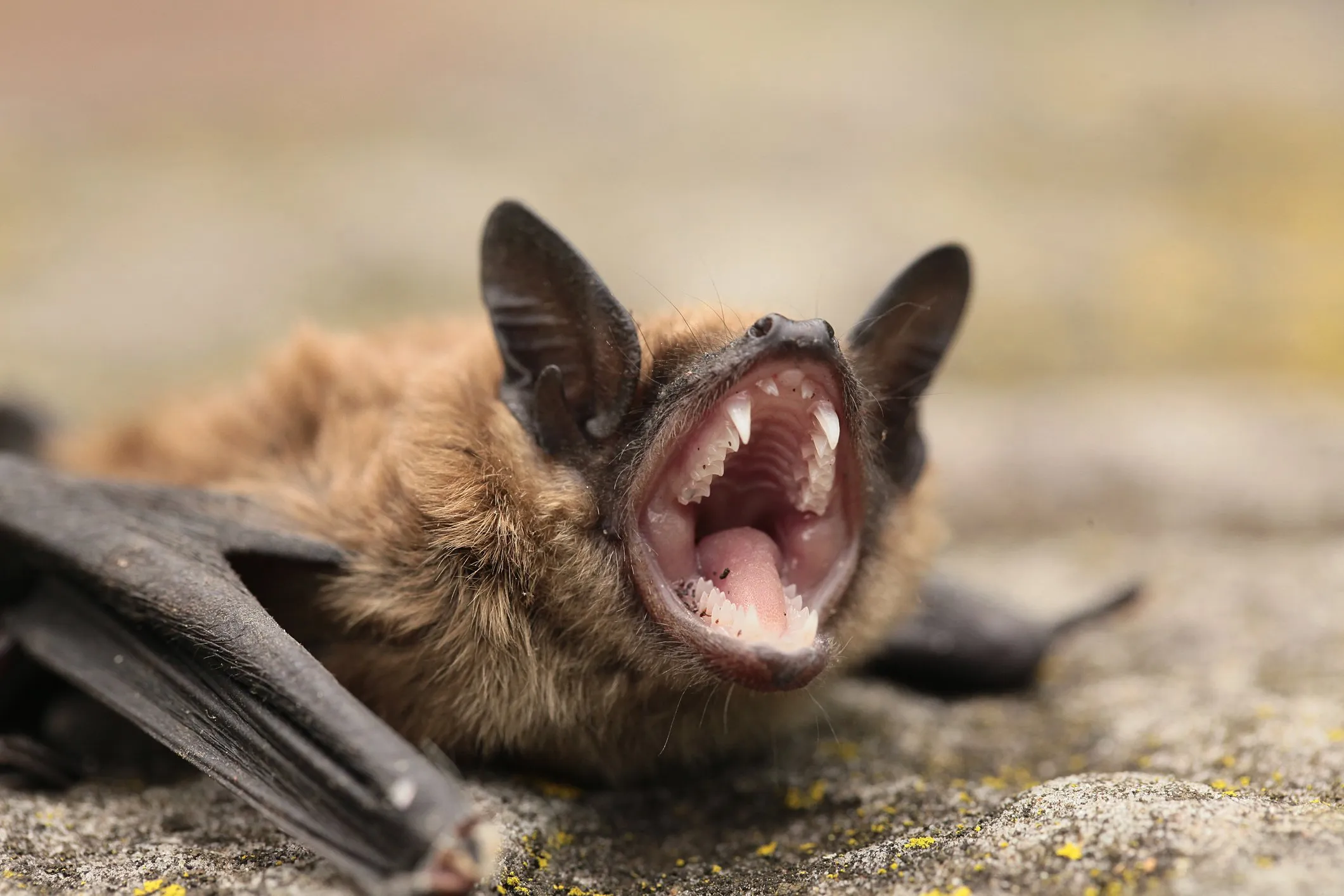 A small brown bat lays belly-down on a rock, it's head pointing upwards and mouth wide open as though screaming.